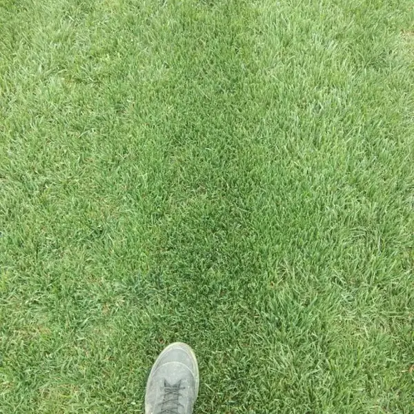 西安草坪基地-耐践踏草坪-草坪上车价格-混播草坪基地