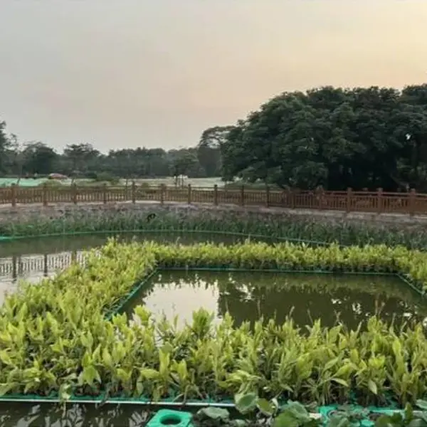 源头厂家批发人工生态浮岛 净化水质绿化环境水生植物小苗造景