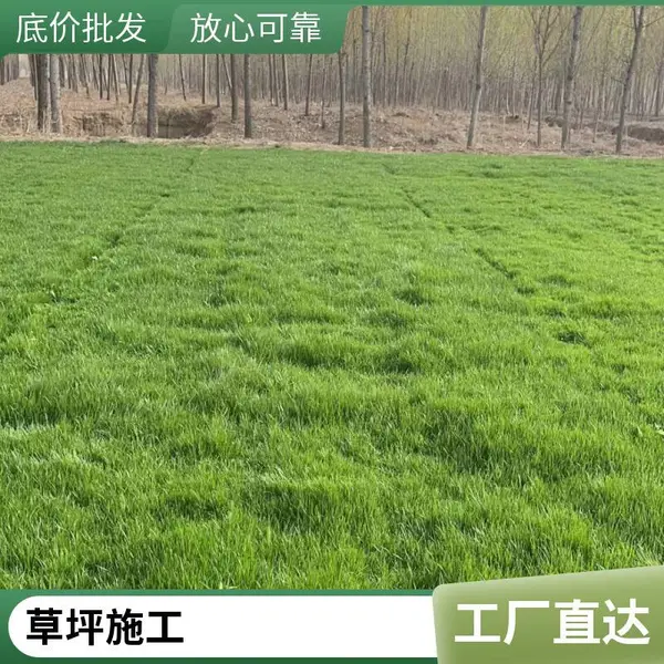 昌平草坪铺装庭院绿化设计基地高羊茅草坪家庭花园绿化设计