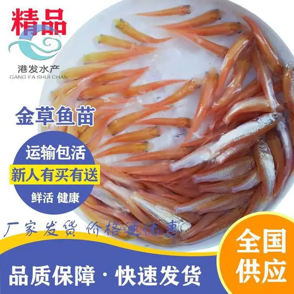 鱼苗出售 黑龙江庆安县 ***快大金草鱼苗 金鲩鱼苗 俄罗斯金草鱼苗批发