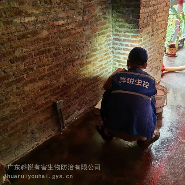 毕节灭虱子 毕节蚊蝇消杀机构 解决复杂虫害问题