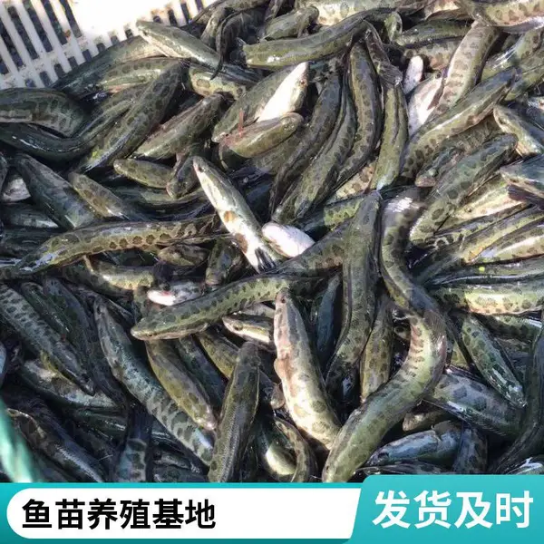 本地优质黑鱼苗 泥鳅鱼苗 山东潍坊养殖场直销