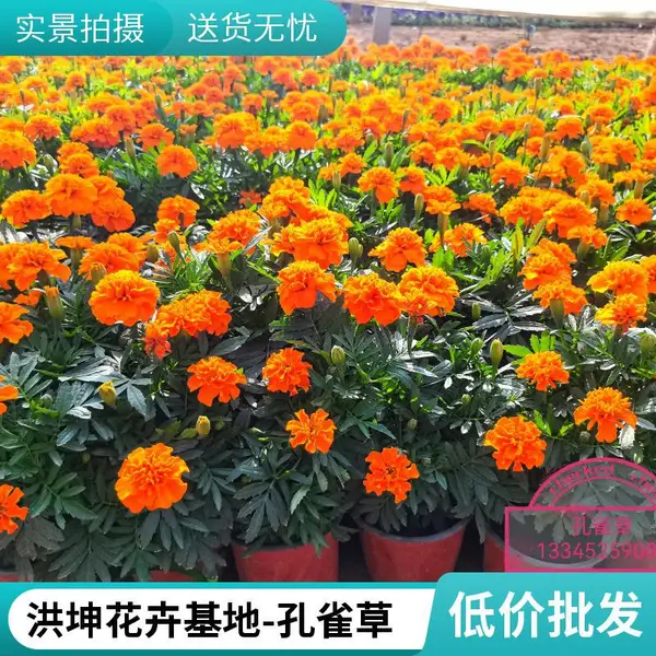 孔雀草 春季草花 春季花卉品种 早春开花植物 孔雀草工程苗 洪坤花卉