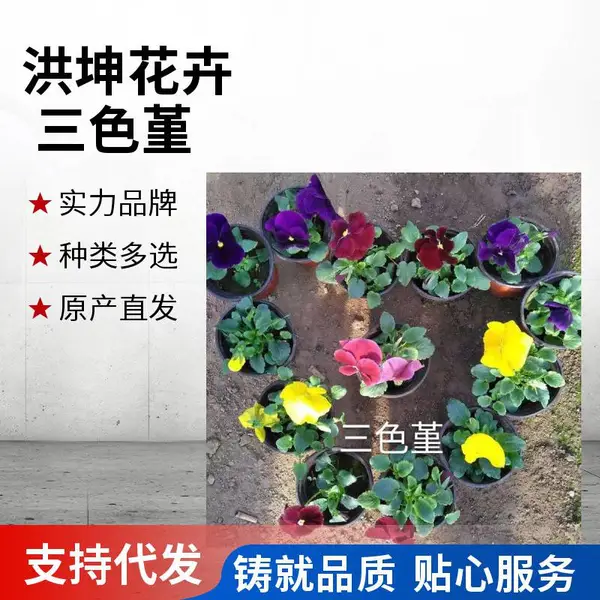 角堇 基地批发 庭院栽培 一年生草本 绿地丛植点缀 草坪装饰花卉