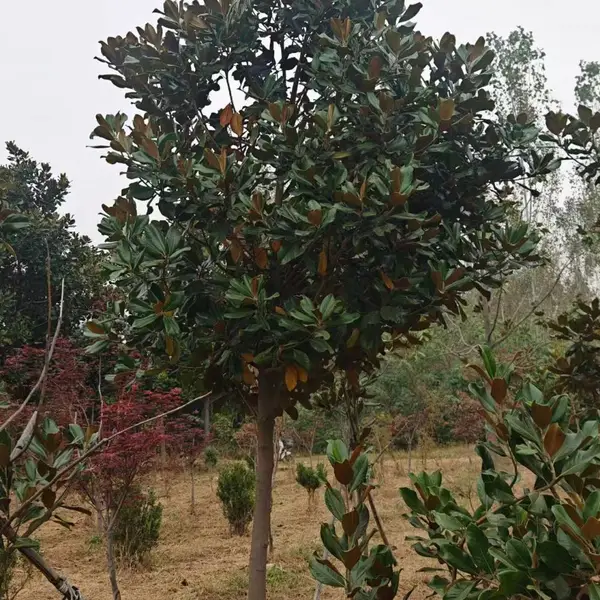 山东聊城莘县白玉兰生产基地批发出售,9公分红玉兰树苗厂家装车价格,玉兰产地供应商报价