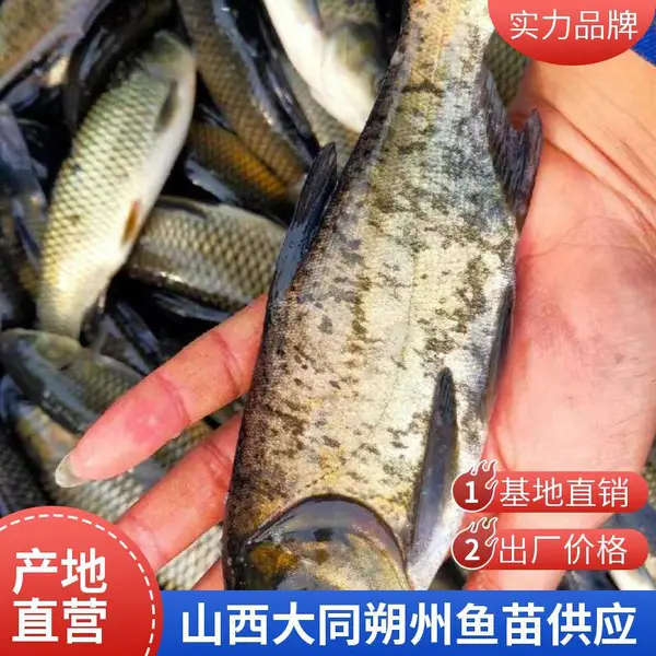 山西大同朔州黑鱼苗泥鳅鱼鱼苗养殖场 自繁自养 鱼苗健康 规格匀称