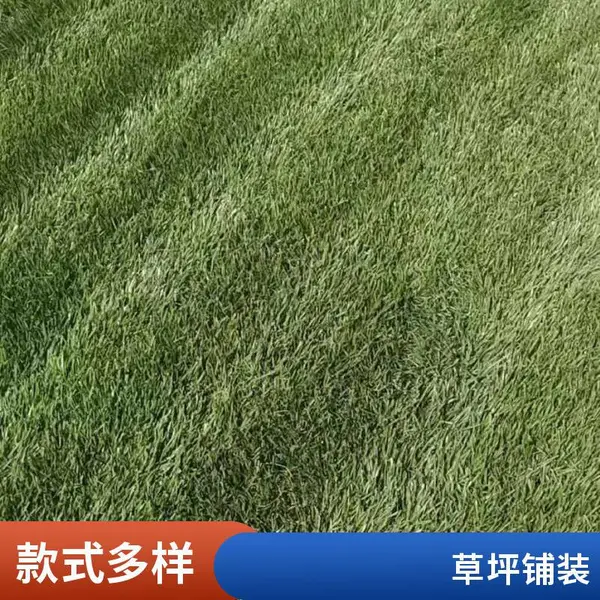 丰台别墅庭院绿化草坪铺装早熟禾草坪基地私家别墅花园设计施工