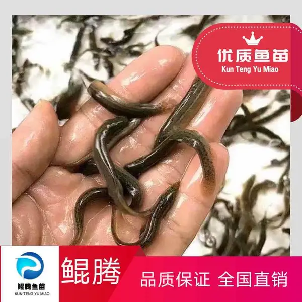 优质泥秋苗 台湾泥鳅 不钻洞泥鳅 优育泥鳅水花