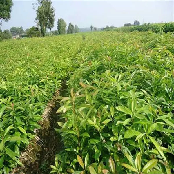 地径1.4公分木荷苗 高140公分木荷小苗 木荷工程苗
