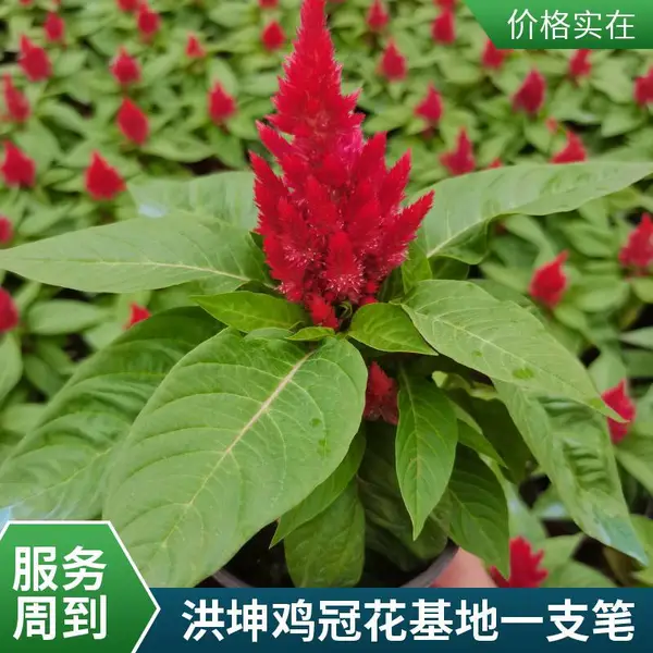 鸡冠花 种植基地 红叶一支笔花坛花境 点缀小区庭院公园种植批发 价 格