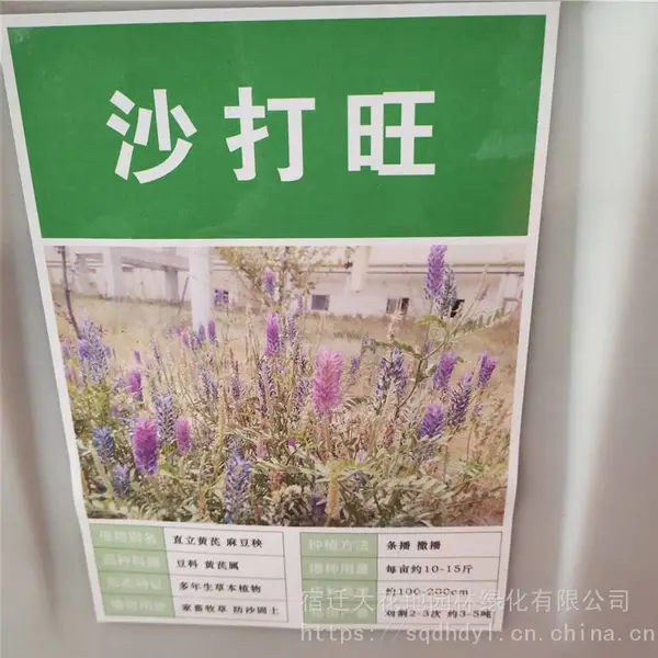 优质新牧草种子 沙打旺种子 发芽*** 价格便宜 ***