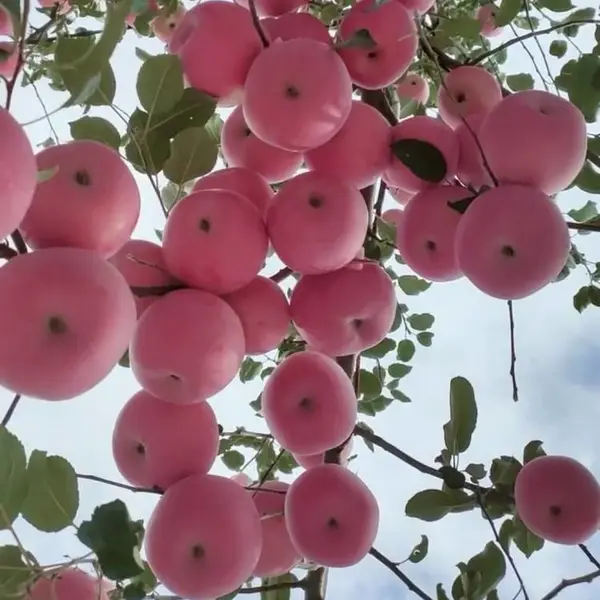 寒富苹果苗 辽宁苹果树苗 金农合作社苹果树苗繁育基地 矮化寒富苹果苗 二刀两刀苹果苗价格