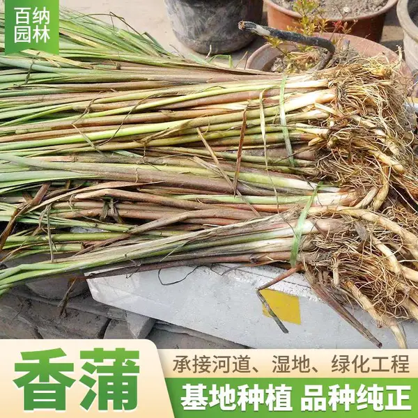 睡莲苗 睡莲 睡莲批发 睡莲睡莲 睡莲价格 耐寒睡莲 香蒲种植技术