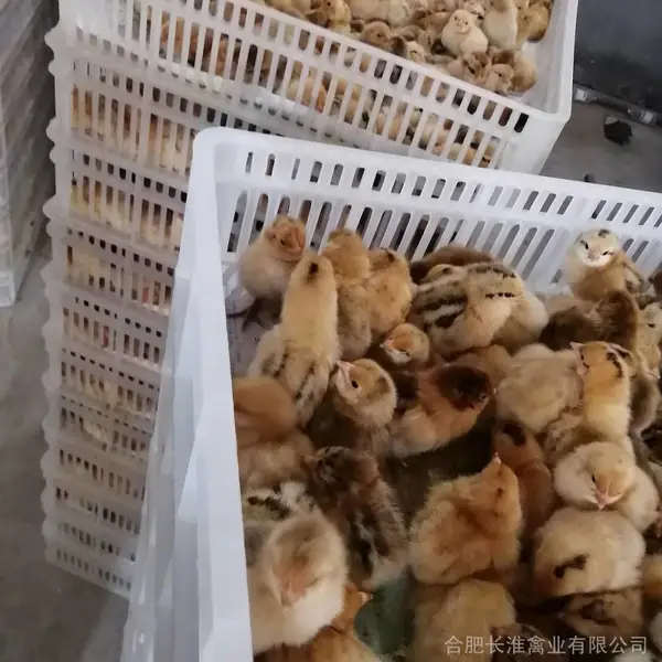 原种场供红羽大冠改良型高脚细腿淮南草土鸡苗