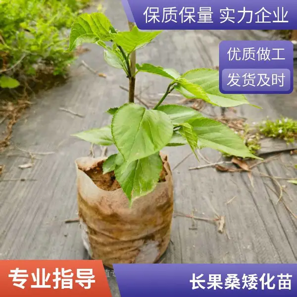 桑果袋苗 嫁接 正宗桑葚树苗 果桑苗生产厂家