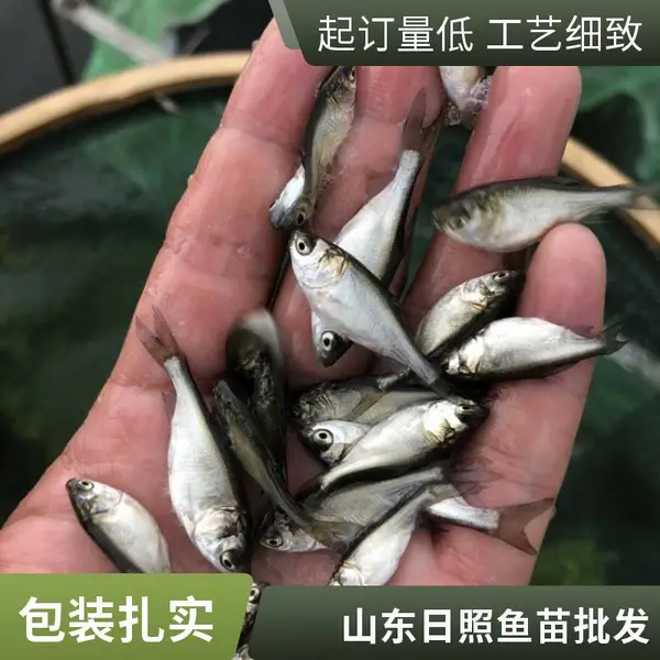 大量供应山东日照本地花鲢苗白鲢鱼苗养殖场花白鲢