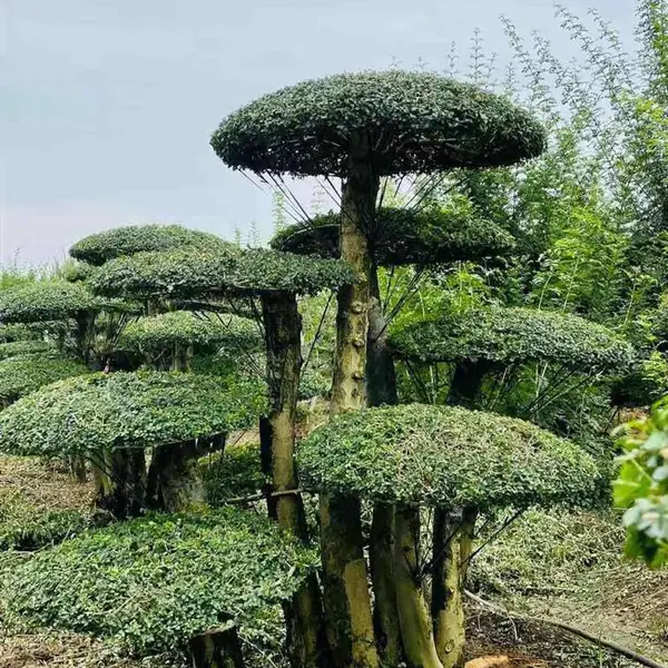 湖北对节白蜡盆景-京山对接白蜡树-40公分3米高造型白蜡树厂家