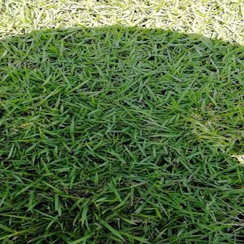 深圳兰引三号草皮假俭草种植养护方法