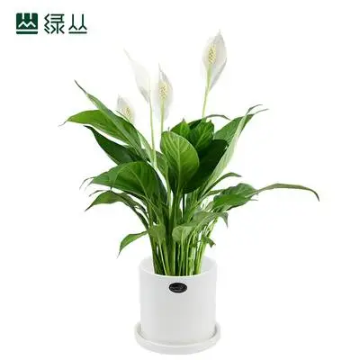 白掌,水培植物,耐荫好养,会议室摆放花卉植物,武汉植物盆栽 绿植花卉 绿丛园林