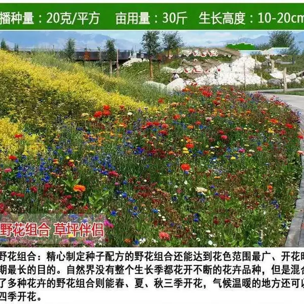 三亚草坪种子现货厂价