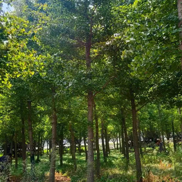 8公分至12公分银杏树,山东聊城东昌府区原生冠银杏树基地,银杏树产地上车价格,山东聊城银杏树