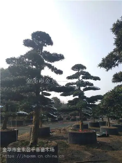 江苏造型罗汉松 15-60公分造型罗汉松供应商