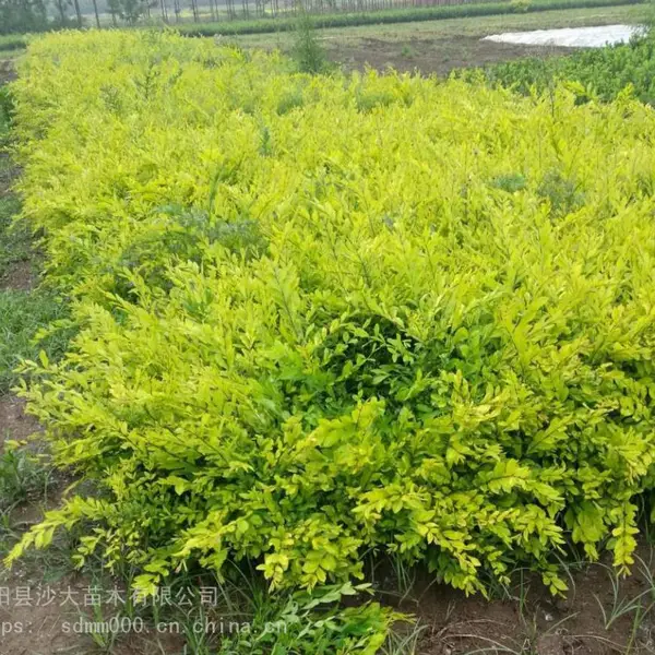 冬青树苗卫矛球水蜡树苗 黄杨金叶水蜡 连翘庭院围墙耐寒绿篱 40-60厘米高金叶水蜡