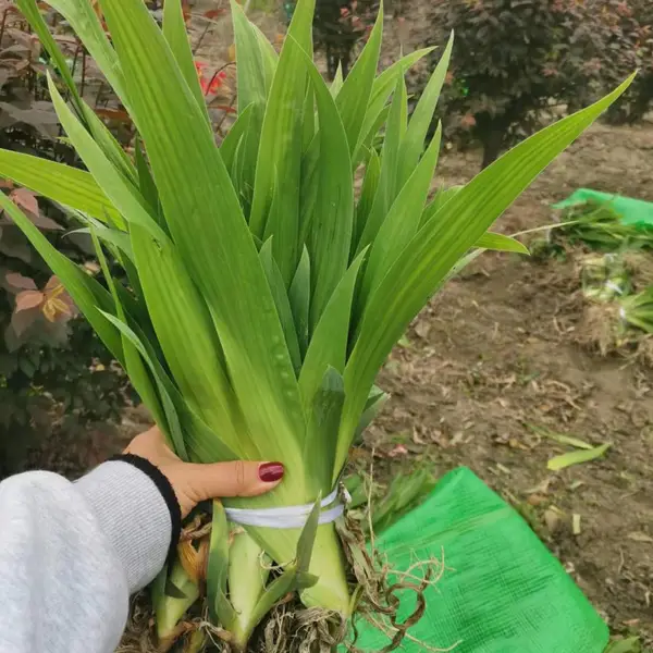 鸢尾基地,水生植物种植基地,鸢尾地苗,鸢尾杯苗出售