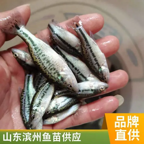 起捕发货 山东滨州本地鲈鱼苗鲟鱼鱼苗养殖场 淡水鱼苗