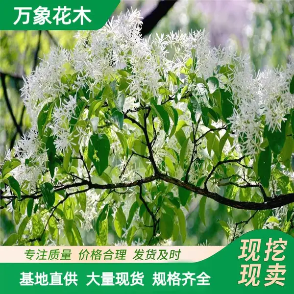 苗圃供应园林绿化 流苏树苗流苏树 存活*** 欢迎惠顾
