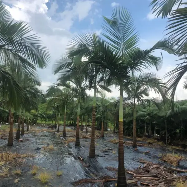 假槟榔移植苗容器苗批发 景区别墅景观树 庭院小区道路绿化行道树
