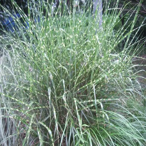 苗圃供应班叶芒 基地种植