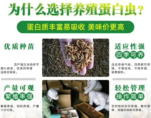 湖南株洲供应蛋白虫养殖招商回收