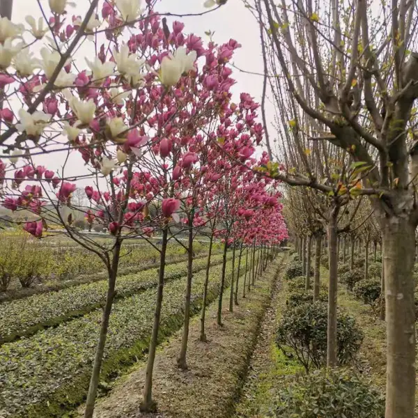 紫玉兰基地,紫玉兰批发出售,紫玉兰乔木,可供贵州紫玉兰
