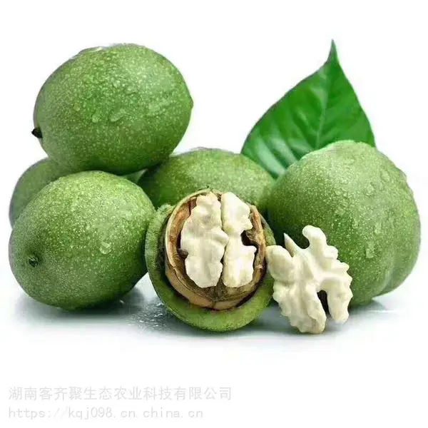 陕西青皮核桃,果仁鲜嫩,口感香甜脆嫩,客齐聚水果生鲜批发零售一件代发产地直发全国微商电商代理加盟中