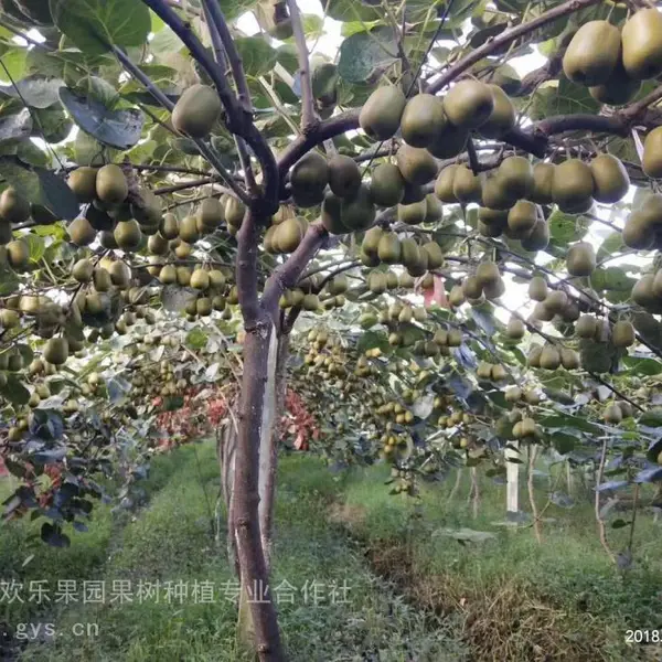 红心猕猴桃种苗根系发达 品种齐全 供应红心猕猴桃种苗 红阳猕猴桃苗 不酸的猕猴桃 猕猴桃种植技术