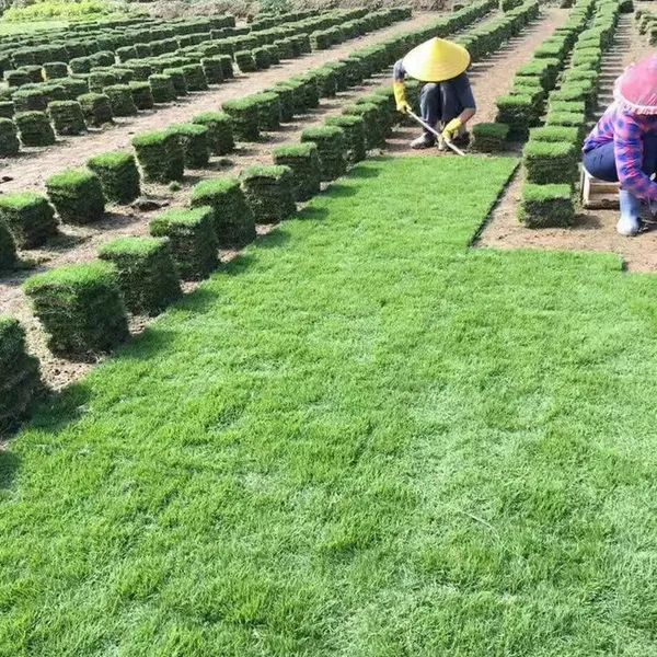 马尼拉草皮 福建厦门中华结缕草***格 ***