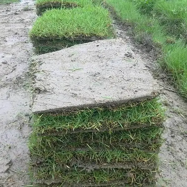 百慕大草坪批发哪里有-春风草坪值得信赖