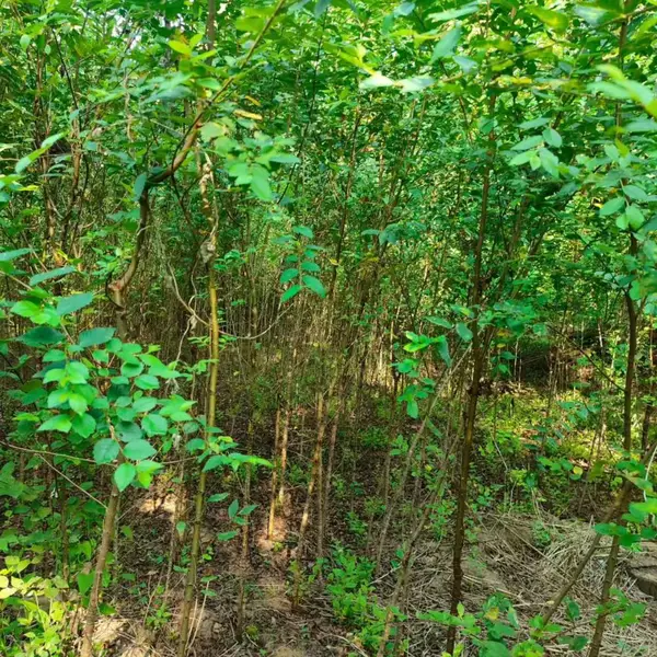 陕西安康二乔苗木榆树苗批发基地上车价格,3公分榆树苗厂家批发,榆树小苗产地报价