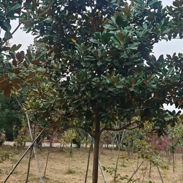 山东聊城茌平区白玉兰繁殖基地批发全国,8公分红玉兰树苗厂家装车价格,玉兰产地供应商报价