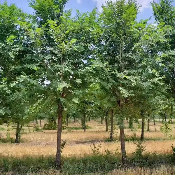 陕西咸阳二乔苗木榆树小苗槐3公分基地价格,2米高榆树苗基地,榆树小苗产地报价