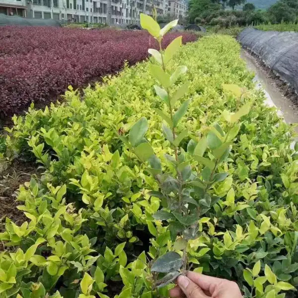 湖南绿化小苗金森女贞小苗批发价格