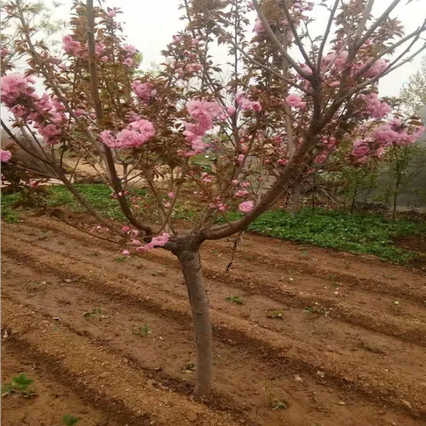 ӣ������������ ӣ������ �߸�ӣ�� 5����6����8����ӣ�����۸�
