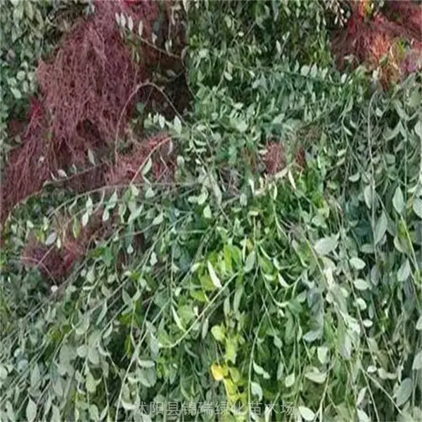 ���շ����ٻ��� ���۴�Ҷ�����ٺ�СҶ������ ����
