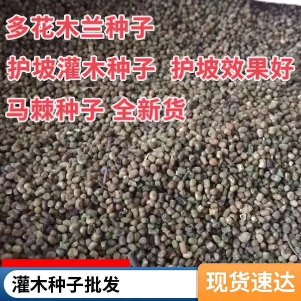 批发各种绿化多花木兰花卉种子 铁路攀援公路道路边坡护坡固土