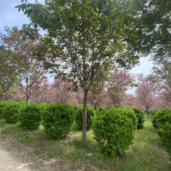 四季皆景树形雄伟!七叶树 高端行道景观苗,七叶树基地,陕西七叶树