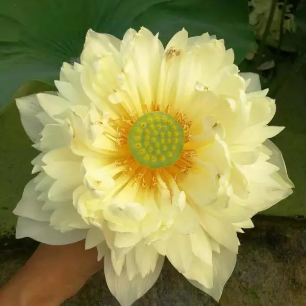 四川精品荷花苗种植 泸州市荷花种苗 荷花种子培育基地