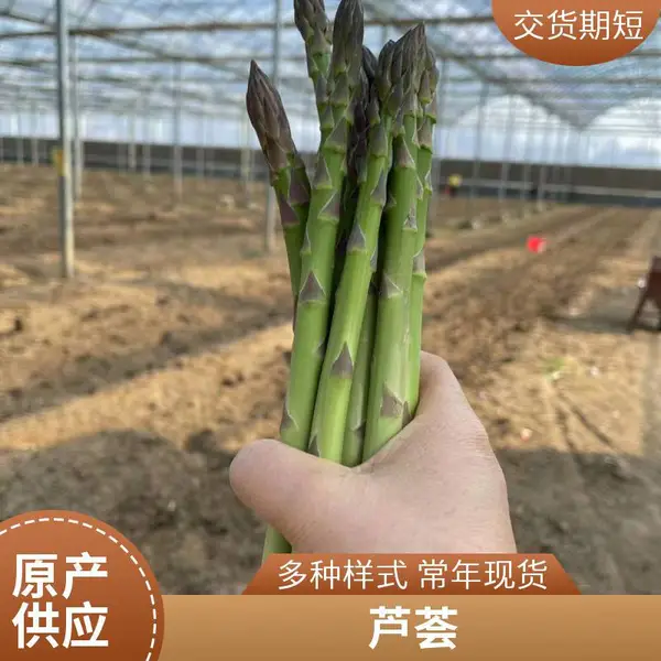北京昌平丰台鑫航育 6 号 F1 芦笋种子 无性系杂交一代 北京白芦笋种植种籽