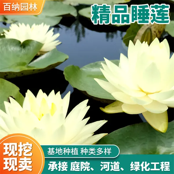 精品睡莲 深水睡莲种植 睡莲 睡莲工程苗 睡莲种植方法