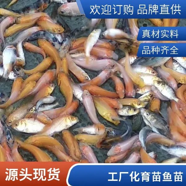 山东日照观赏鱼苗养殖场 锦鲤夏花苗 鱼池养殖专用苗 基地直供
